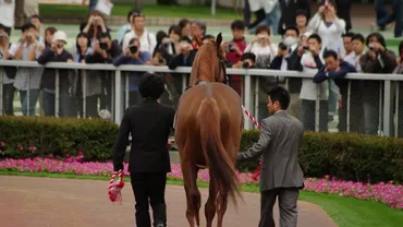 私的名馬選 Vol.11 マルゼンスキー │ 競馬総合サイトG