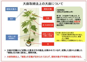 医療用大麻解禁は本当に実現するのか？大麻取締法改正案とは！？