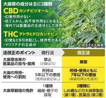 大麻草由来の薬解禁 改正案成立へ てんかんなど治療 使用罪を創設：朝日新聞デジタル